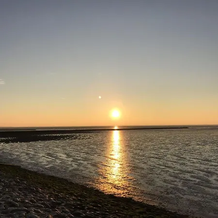 Moewennest Sehestedt (Lower-Saxony)