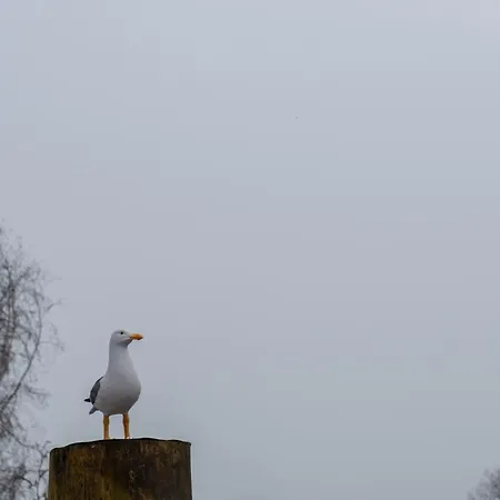 Moewennest Sehestedt (Lower-Saxony)